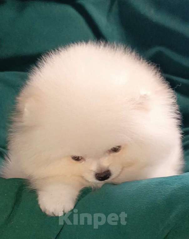 Собаки в Москве: Померанский шпиц, кремовая мини девочка Девочка, 27 000 руб. - фото 5