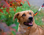 Собаки в Санкт-Петербурге: Мягкая и послушная молодая собака ищет дом Девочка, Бесплатно - фото 2