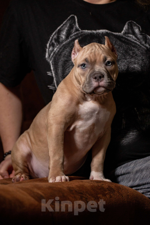 Собаки в Санкт-Петербурге: Американский булли Девочка, 150 000 руб. - фото 1