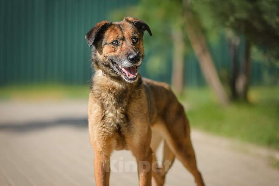 Собаки в Москве: Верта Девочка, Бесплатно - фото 4