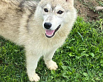 Собаки в Москве: Девочка Сибирский хаски Девочка, 1 000 руб. - фото 2