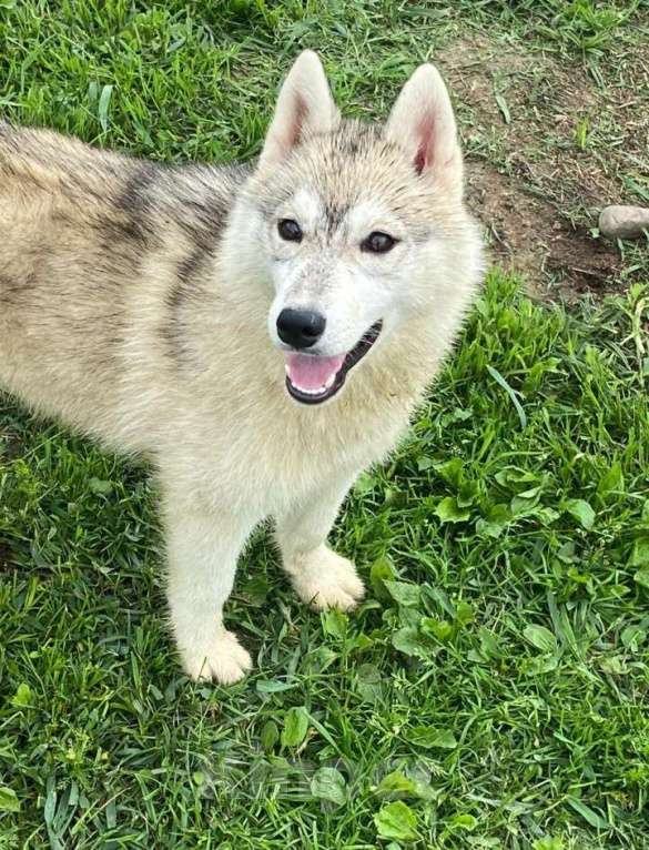 Собаки в Москве: Девочка Сибирский хаски Девочка, 1 000 руб. - фото 2