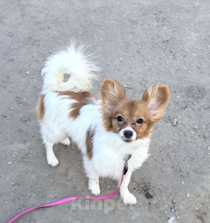 Собаки в Ярославле: Папийон девочка Девочка, 45 000 руб. - фото 1