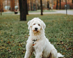 Собаки в Москве: Белая собака Шая с человеческими глазами в дар Девочка, 1 руб. - фото 5