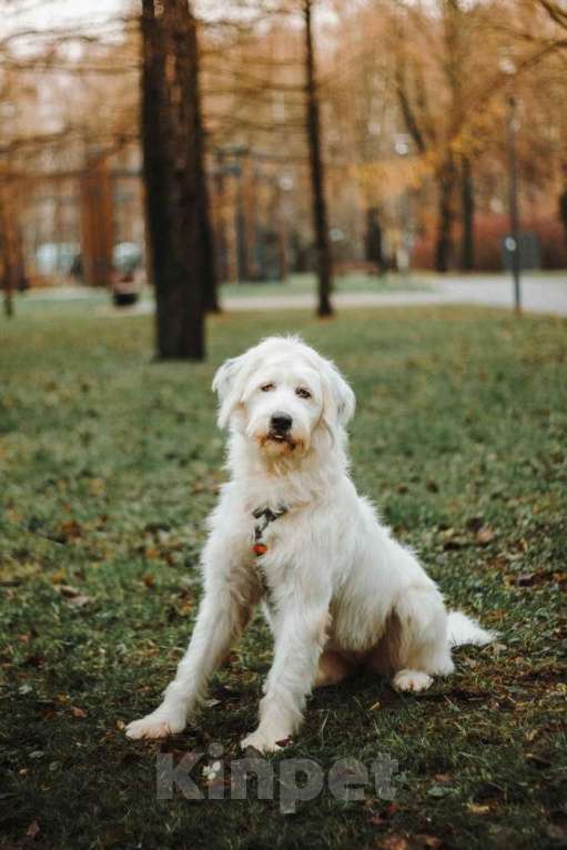 Собаки в Москве: Белая собака Шая с человеческими глазами в дар Девочка, 1 руб. - фото 5