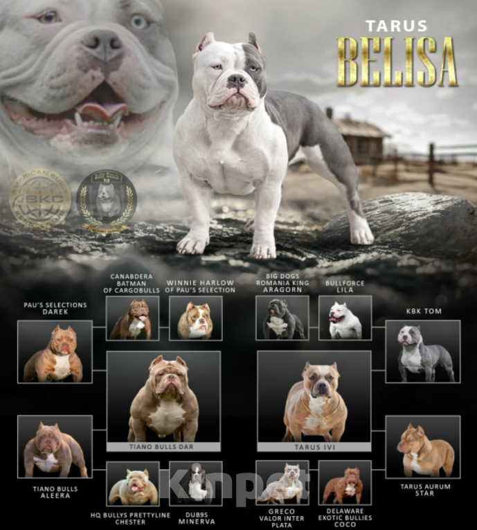 Собаки в других городах Московской области: Мальчик булли голубой Мальчик, 160 000 руб. - фото 3