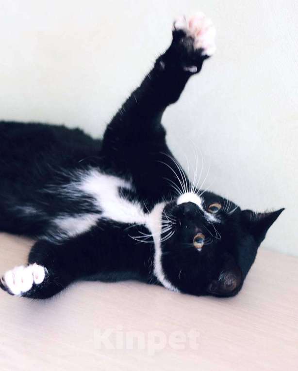 Кошки в Москве: Весёлый и беззаботный молодой кот Тоша в добрые руки Мальчик, Бесплатно - фото 2