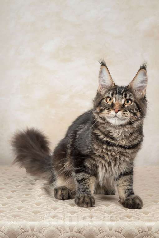 Кошки в Озерске: Котёнок мейн-кун Орк Мальчик, 45 000 руб. - фото 3