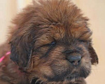 Собаки в Екатеринбурге: щенок Тибетского Мастифа Девочка, 120 000 руб. - фото 3