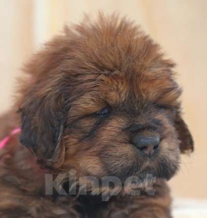 Собаки в Екатеринбурге: щенок Тибетского Мастифа Девочка, 120 000 руб. - фото 3