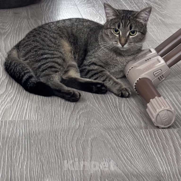 Кошки в Москве: Котенок в добрые руки Девочка, Бесплатно - фото 1