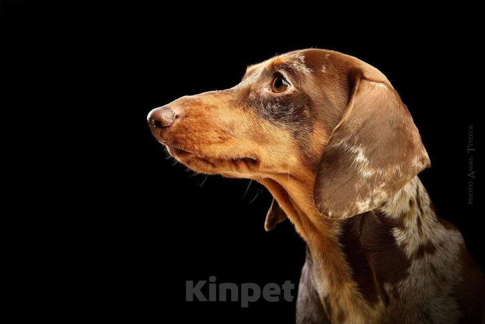 Собаки в Москве: Миниатюрный коричнево-мраморный кобель  Мальчик, 25 000 руб. - фото 2