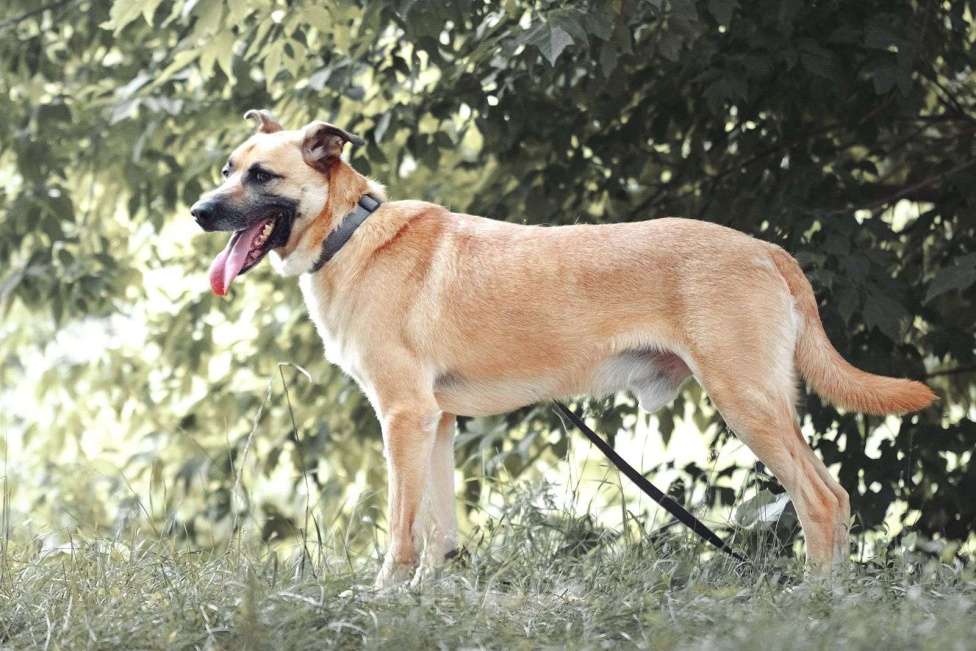 Собаки в Москве: Лучезарный Макс Мальчик, Бесплатно - фото 5