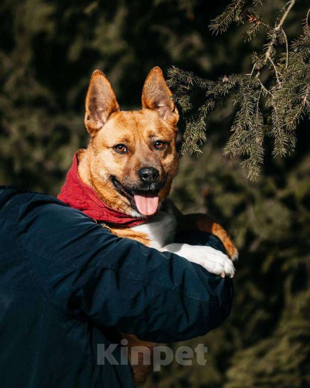 Собаки в Москве: Арчи. Собака чуть больше кошки Мальчик, Бесплатно - фото 4