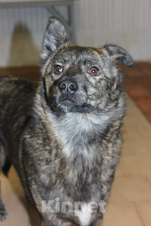 Собаки в других городах Московской области: Красавчик в добрые руки Мальчик, Бесплатно - фото 3