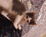 Кошки в Симферополе: Котята в добрые руки  Мальчик, Бесплатно - фото 1