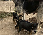 Собаки в Москве: Щенки от мамы овчарки в добрые руки, 1 руб. - фото 2