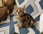Кошки в Лосином-Петровском: Шотландские котята .  Мальчик, 17 000 руб. - фото 3