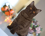 Кошки в Владивостоке: Британский котёнок шоколадного окраса  Девочка, 30 000 руб. - фото 3