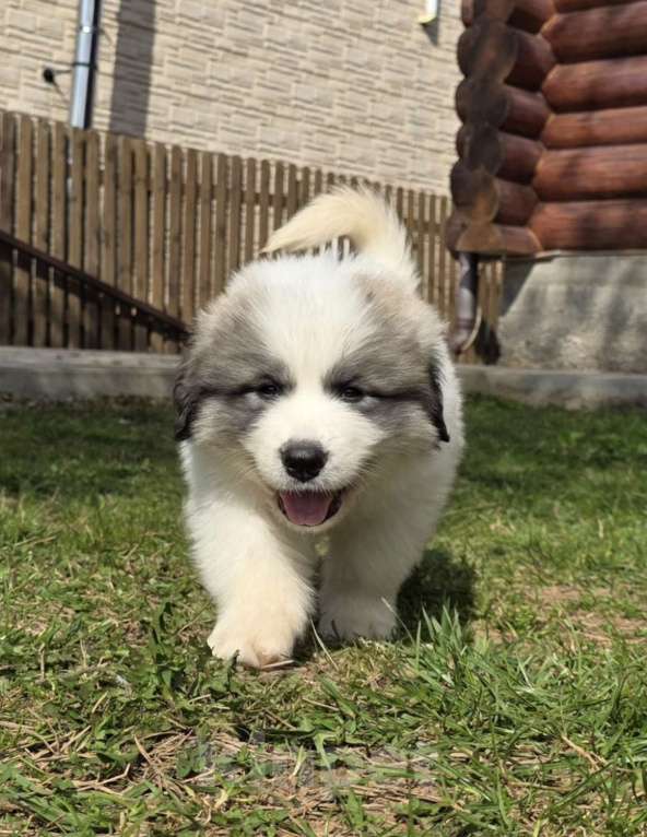 Собаки в Кингисеппе: Щенки Пиренейской горной собаки Разнополые, Бесплатно - фото 2