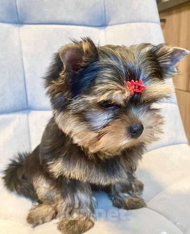 Собаки в Москве: Щенок Йорка  Мальчик, 60 000 руб. - фото 5