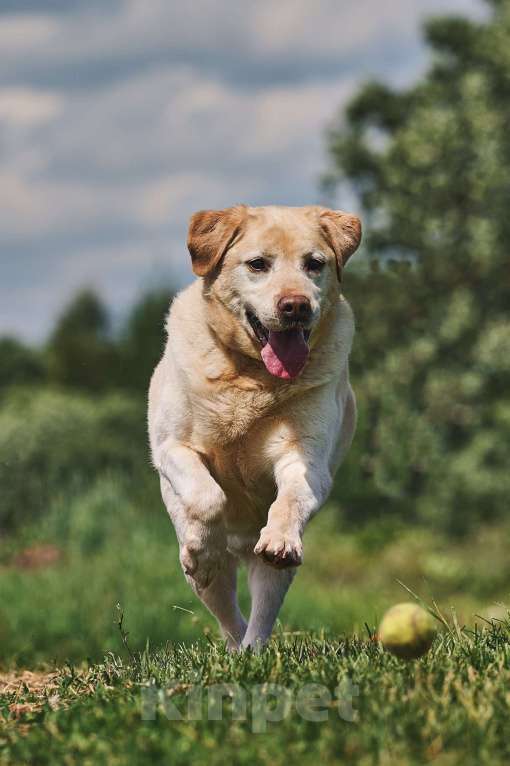 Собаки в Москве: Лабрадор Марио в добрые руки Мальчик, 1 руб. - фото 2