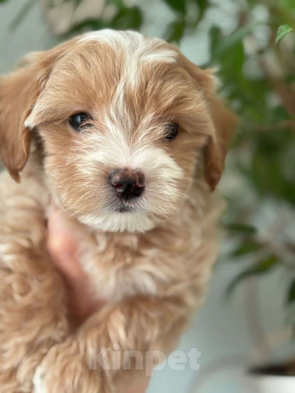 Собаки в Москве: Мальтипу f1 милый мальчик  Мальчик, 150 000 руб. - фото 2