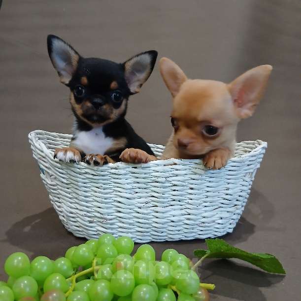 Собаки в Туле: Мальчики и девочки чихуахуа Разнополые, 15 000 руб. - фото 2