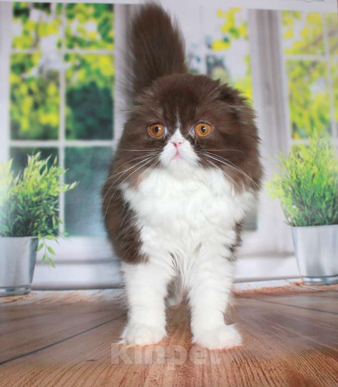 Кошки в Санкт-Петербурге: Шотландская вислоухая шоколадная Девочка, 35 000 руб. - фото 4