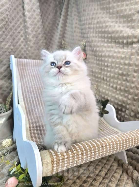 Кошки в Москве: Baron порода Невская маскарадная Мальчик, Бесплатно - фото 3