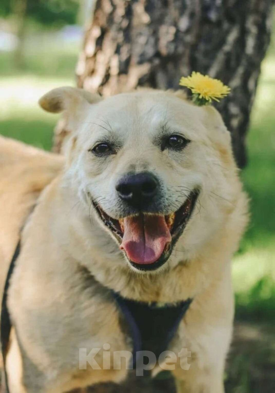 Собаки в Москве: Собака Бим из приюта в добрые руки Мальчик, Бесплатно - фото 9