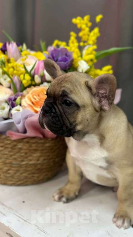 Собаки в Москве: Французский бульдог Мальчик, 55 000 руб. - фото 4