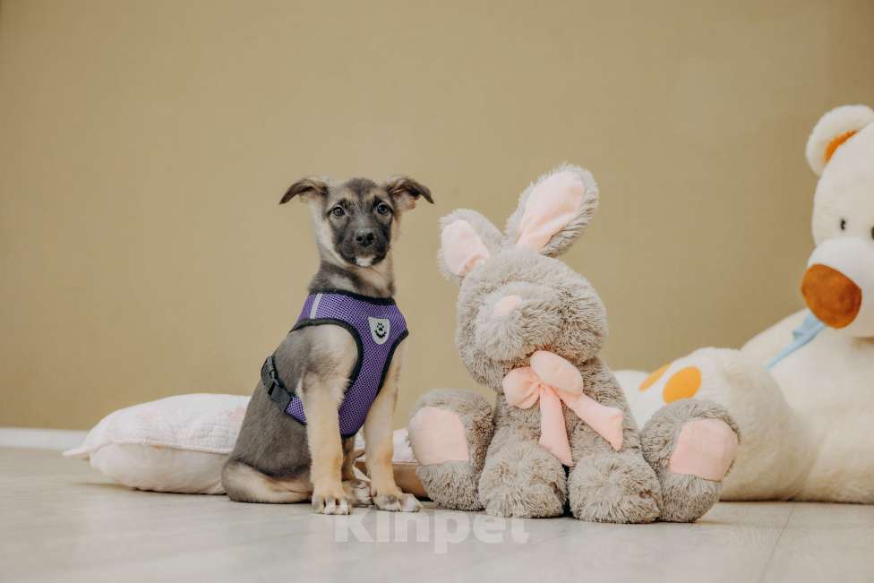 Собаки в Москве: Щенок девочка из приюта ищет дом Девочка, Бесплатно - фото 4