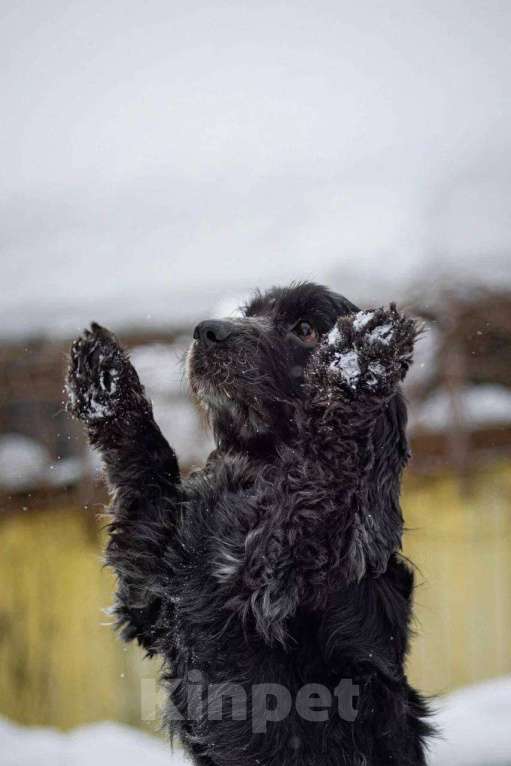 Собаки в Москве: Спаниель пес Терри ищет дом Мальчик, Бесплатно - фото 5