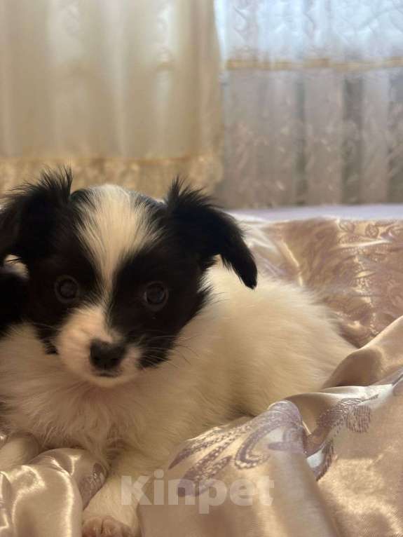 Собаки в других городах Московской области: Щенок мальчик папильон Papillon  Мальчик, 65 000 руб. - фото 4