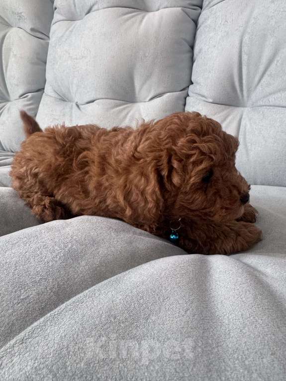 Собаки в Москве: Той пуделята♥️ Мальчик, 60 000 руб. - фото 6