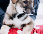 Собаки в Мытищах: Щенок Борис ищет любящую семью Мальчик, Бесплатно - фото 1