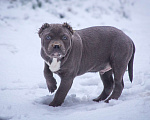 Собаки в других городах Московской области: Американский булли Мальчик, 130 000 руб. - фото 7