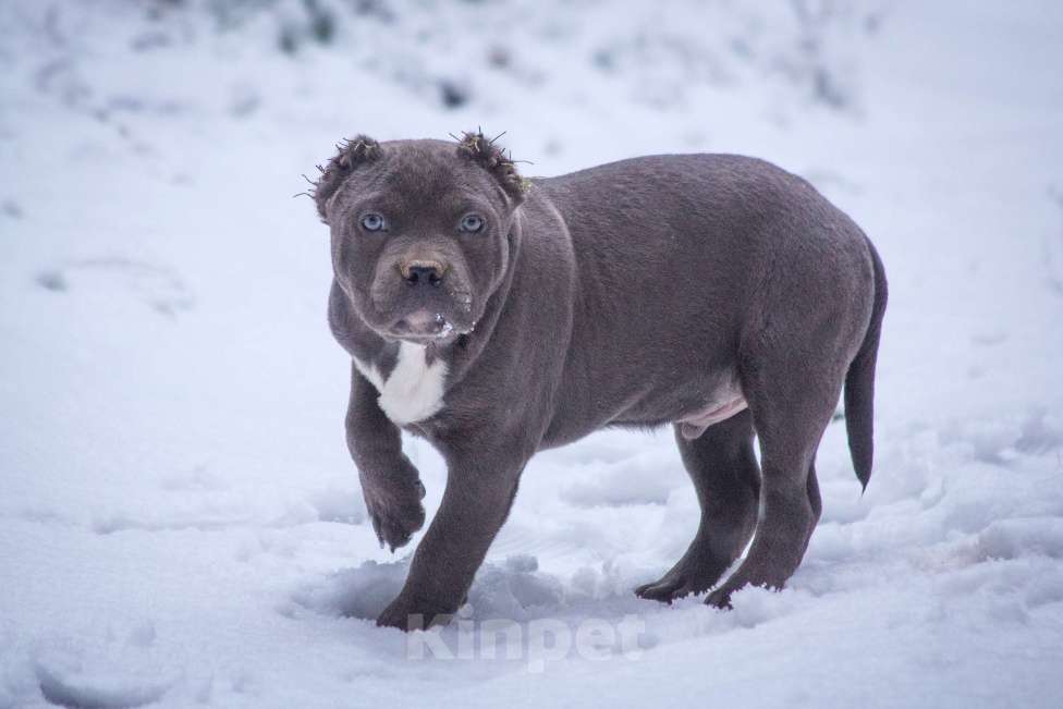 Собаки в других городах Московской области: Американский булли Мальчик, 130 000 руб. - фото 7
