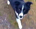 Собаки в Обнинске: Красивый мальчик бордер-колли  Мальчик, Бесплатно - фото 3