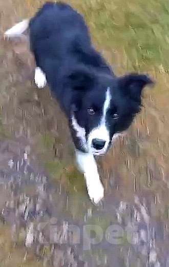 Собаки в Обнинске: Красивый мальчик бордер-колли  Мальчик, Бесплатно - фото 3