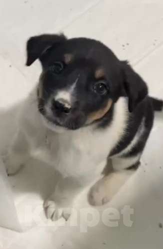 Собаки в Липецке: Отдам щенка в Липецке Мальчик, Бесплатно - фото 8