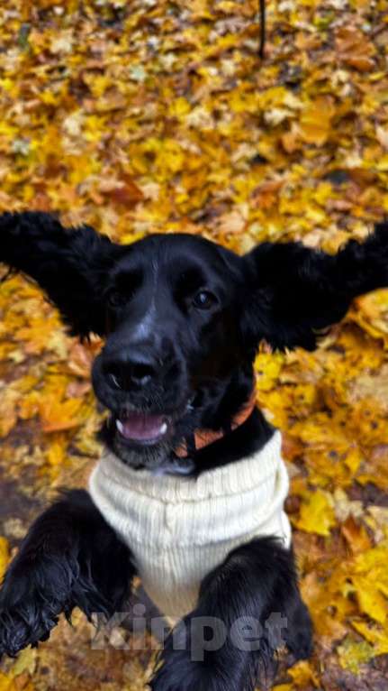 Собаки в Раменском: Вязка Мальчик, 10 руб. - фото 2