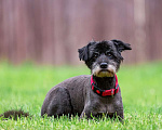 Собаки в Раменском: Ищет дом трепетная Одри! Девочка, Бесплатно - фото 4
