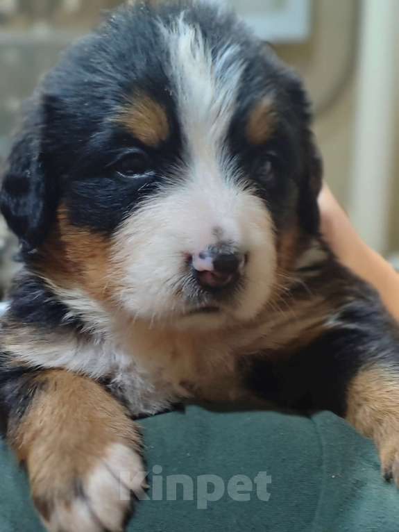 Собаки в Магнитогорске: Щенки Бернского Зенненхунда  Мальчик, 60 000 руб. - фото 4