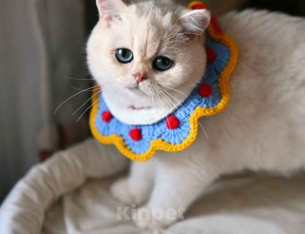 Кошки в Москве: Британский котик саншайн Мальчик, 50 000 руб. - фото 1