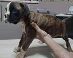Собаки в Краснодаре: Щенок боксера Мальчик, 8 000 руб. - фото 1