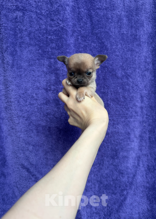 Собаки в Москве: Мальчик Мальчик, 30 000 руб. - фото 1