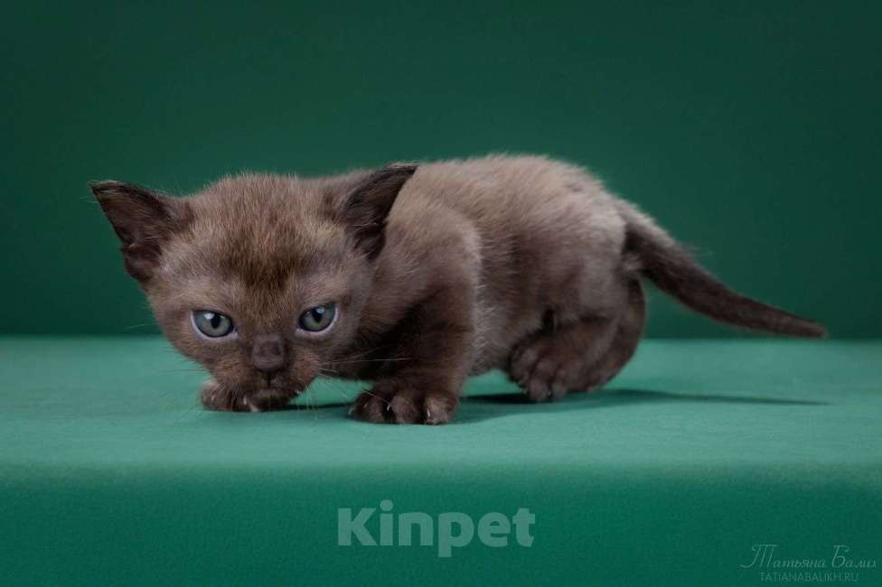 Кошки в Москве: Бурманская кошка соболь Девочка, 150 000 руб. - фото 2