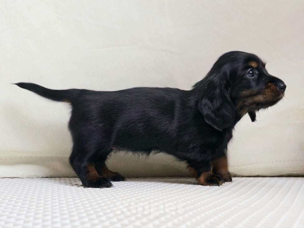 Собаки в Химках: Такса длинношерстная миниатюрная/кроличья Девочка, 80 000 руб. - фото 3